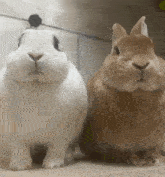 a white rabbit and a brown rabbit are sitting next to each other and looking at the camera