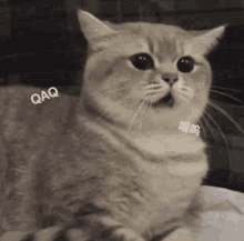 a cat with its mouth open is sitting on a bed and looking at the camera .