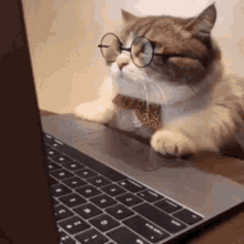 gatinho gato gato e computador computer cat