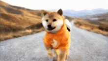 a dog wearing an orange sweater is walking down a road