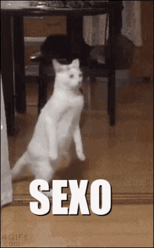 Sexo Cat GIF - Sexo Cat GIFs
