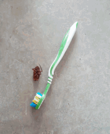 Toothbrush Cockcroach GIF