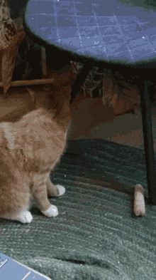 Maylo Cat GIF - Maylo Cat Maylothecat GIFs
