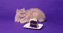 Birthday Cat Birthday Cake GIF - Birthday Cat Birthday Cake Birthday GIFs