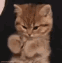 Cat Love You GIF - Cat Love You Stare GIFs