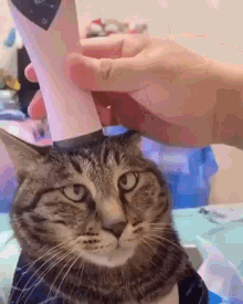 Kitty Massage GIF - Kitty Massage GIFs