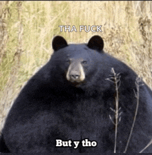 Bear But Why Tho GIF - Bear But Why Tho GIFs