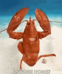 Lobster Anyone Home GIF - Lobster Anyone Home GIFs