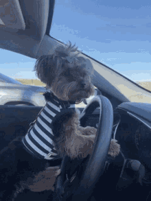 Yorkie Dogdriving GIF - Yorkie Dogdriving Dog GIFs