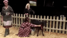 goat milking a goat