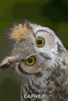 Ok What GIF - Ok What Owl GIFs