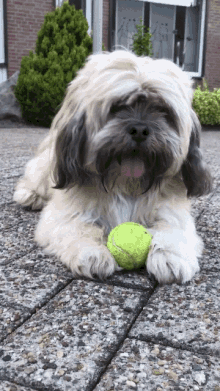 Dogs Funny GIF - Dogs Funny No Way GIFs