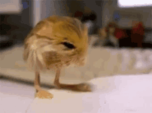 Pygmy Jerboa Hiccups GIF