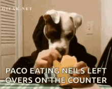 Nose Paco GIF - Nose Paco Lunch GIFs