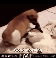 Good Morning Adorable Pets GIF - Good Morning Adorable Pets Cat GIFs