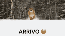 Arrivo Mountain Lion GIF - Arrivo Mountain Lion Running GIFs