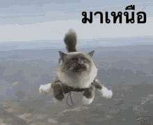 มาเหนือ GIF - Cat Beyond Above GIFs