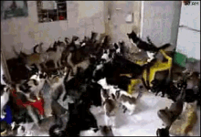 Too Many Cats GIF - Cats Cat Cat Lady GIFs