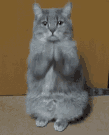 Cute Cat GIF - Cute Cat Dexter GIFs