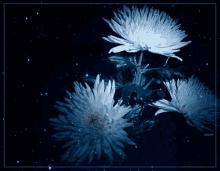 Flowers GIF - Flowers GIFs