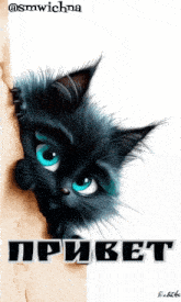a black cat with blue eyes is peeking out from behind a wall and says " привет " on the bottom