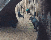 a gorilla is hanging from a rope while playing with a ball .