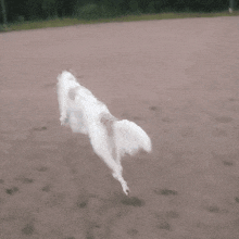Borzoi Dog GIF - Borzoi Dog Run Away GIFs