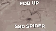 spider s80