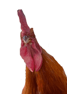 gregmercado respiratory101 chicken rooster stickers