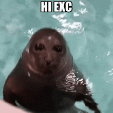 Hi Exc Se GIF - Hi Exc Se Seal GIFs