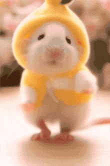 a white hamster wearing a yellow sweater and a yellow hat