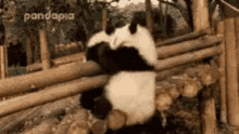 Panda Nope GIF