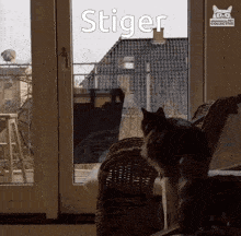 a cat sitting in front of a window with the word stiger on the window