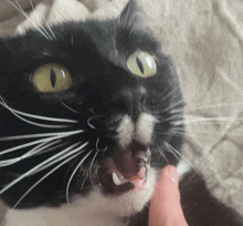Calinette Choked GIF - Calinette Choked Cat GIFs