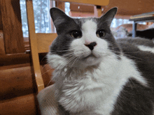 Gary The Cat GIF