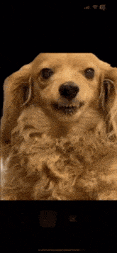 Dachshund Dog GIF - Dachshund Dog Growl GIFs