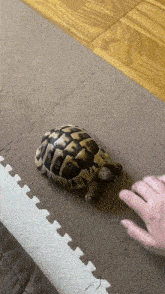 a person is petting a small tortoise on a carpeted floor .
