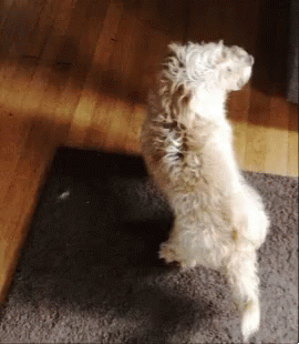 Dobby Look GIF - Dobby Look Dogs - Discover & Share GIFs