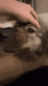 a close up of a person petting a dog