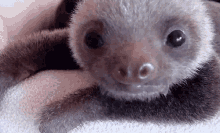 What Is This Thing? GIF - Sloth Baby GIFs