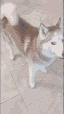Moon Husky GIF - Moon Husky Dog GIFs