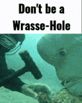 Wrasse Pun GIF - Wrasse Pun Sea GIFs