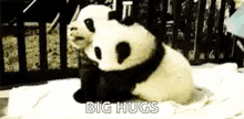 Pandas Hugs GIF - Pandas Hugs Snuggle GIFs