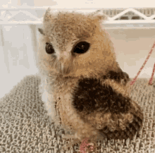 Owl Wink GIF - Owl Wink Winking GIFs