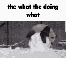 The What The Doing What What The Dog Doin GIF - The What The Doing What What The Dog Doin What The Doin Dog GIFs