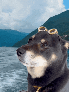 a dog wearing a pair of goggles looks out over a body of water