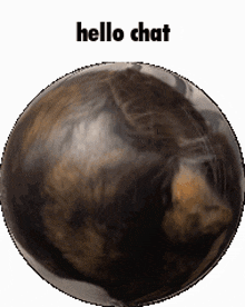 9 Pound Cat Globe GIF - 9 Pound Cat Globe Planet GIFs