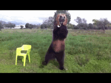 Pavel The Brown Bear Plays The Trumpet GIF