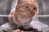 Cat Eating Suspicious Side Eye Stare GIF - Cat Eating Suspicious Side Eye Stare GIFs