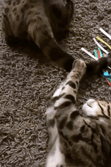 Cat Tail GIF - Cat Tail Wagging Tail GIFs